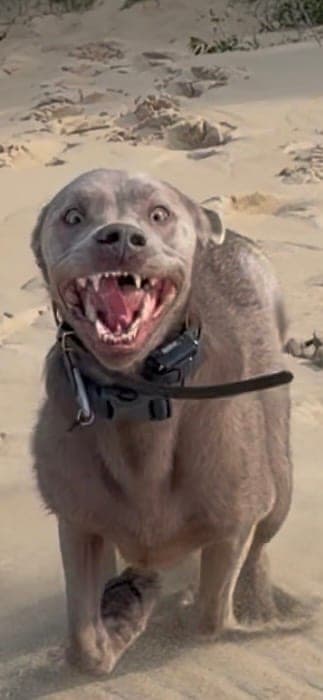 Dog on the beach